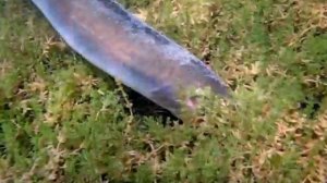 Large eel feeding underwater. Охота и рыбалка: Крупный угорь на кормёжке под водой.