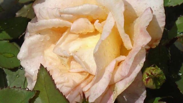 Цветочный Рай, моей Тёти! муз Сергея ГРИЩУК ND720 смотреть онлайн