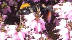 Bumblebee  - Calluna vulgaris - Bombus - Hunangsfluga - Skordýr