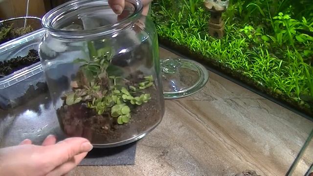 Как собрать флорариум. Подробное видео! смотреть онлайн