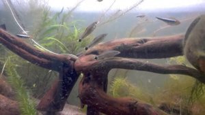 Сетчатые водорослееды?или серебряные лисички - милашки ведут бой с водорослями за мой аквариум?