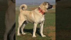 Топ 10 бойцовские собаки/Top 10 fighting dogs