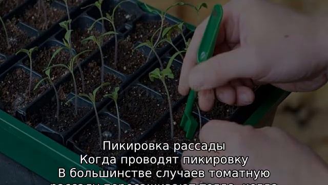 Пикировка томатов в апреле.