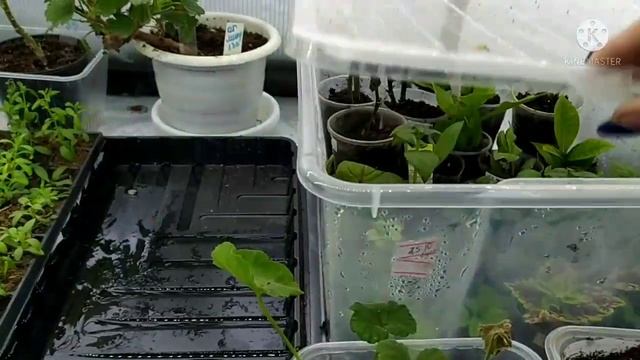 Инфракрасная пленка в теплице для укоренения черенков. смотреть онлайн