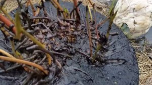 Зимовка нимфеи Colorado, нимфея Колорадо