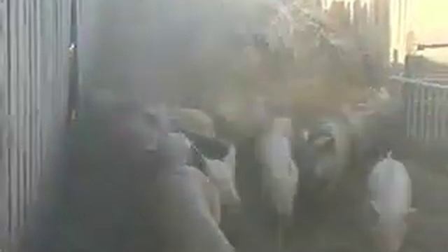 Свиньи в сене смотреть онлайн