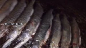 Рыбалка в Астрахани п.Вышка База «Тортуга»