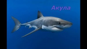 Угадай Морских Обитателей