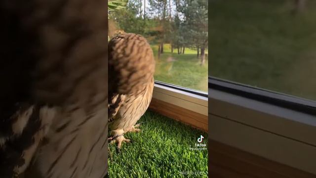 смешные животные/funny animals/я ржал до слёз/приколы с животными/волосатые полосатые смотреть онлайн