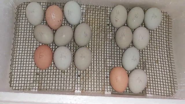 Закладка яиц в инкубатор на 30 штук смотреть онлайн