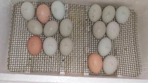 Закладка яиц в инкубатор на 30 штук