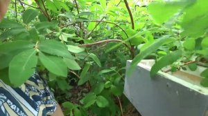 Супер приспособление для размножение жимолости и не только
