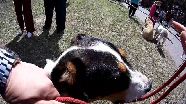 Выставка собак 2023 или Саги Дахмарда VS "алабаи"? смотреть онлайн