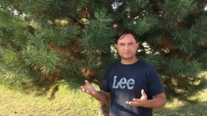 Повышение вибраций от Lee, день 11