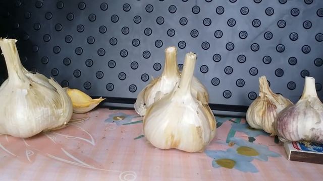 Чеснок Рокамболь отличия и  мои достижения в выращивание.