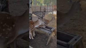 Дачный клуб коприно| Рыбинск | чем заняться в коприно #koprino #рыбинск #зоопарк #дача