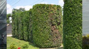 колумна туя