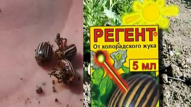 Препарат Регент смотреть онлайн