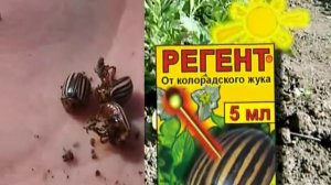 Препарат Регент