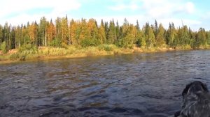 10 дней один в глухой тайге. Путь домой. Одиночный поход по реке. Старая лесная изба. Чага. Часть 7