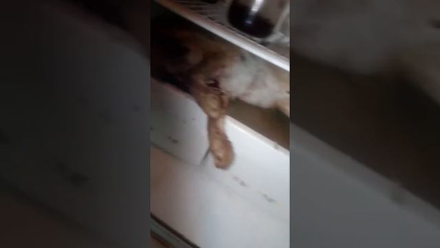 Чупакабра  существует в холодильнике  