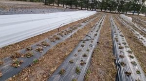 Когда и как накрывать клубнику весной ?