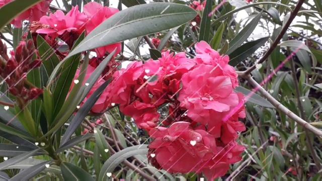 День Рождения Мамы.Подарок от Дочери! смотреть онлайн