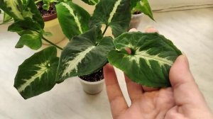 Сингониумы Вендланда: Орм пед, Лонг Лив, позеленевшая Яичница.