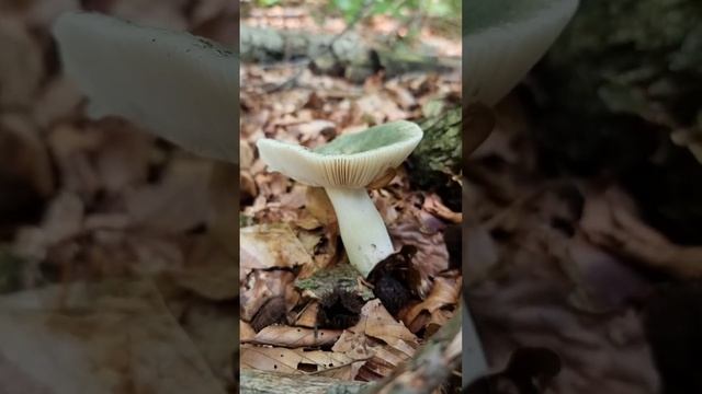 Russula aeruginea, Grass green russula #shortvideo