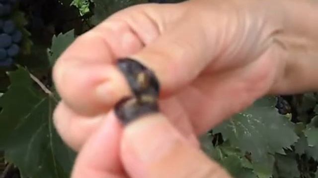 Технический красновинный неукрывной виноград Маркетт смотреть онлайн