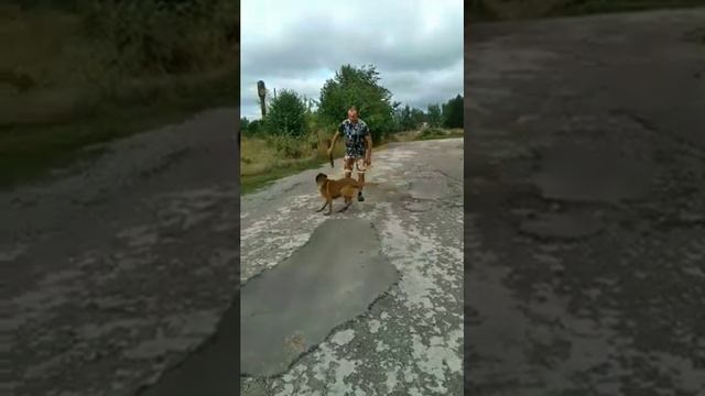 Бельгийская овчарка (Санти) | Малинуа