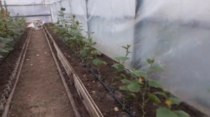 Огурец мадрилене 14 октября,начало плодоношения