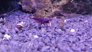 Сулавеси кардинал и голубоногая