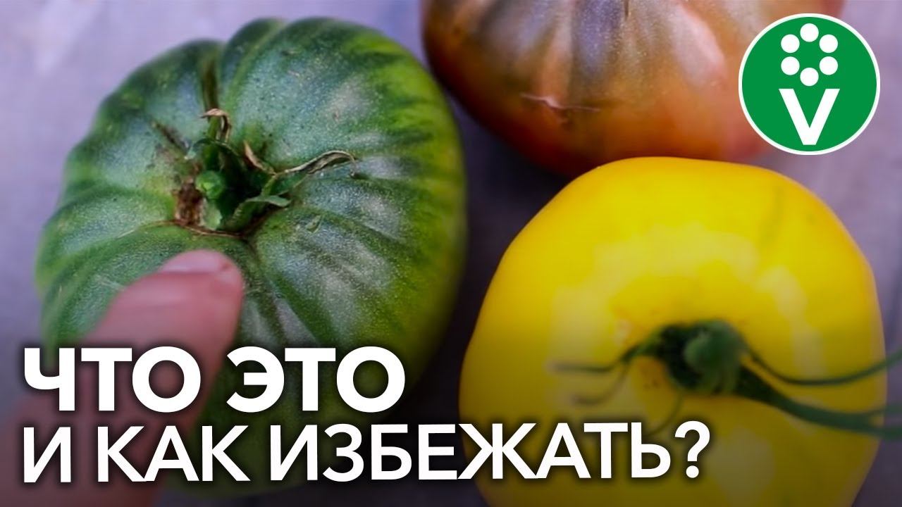 ЖЕЛТЫЕ ПЛЕЧИКИ ТОМАТОВ. Почему помидоры созревают неравномерно?