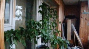 Огромные ПЕРЦЫ. ПОЧЕМУ ПУСТОЦВЕТ. САМЫЙ ОСТРЫЙ ПЕРЕЦ