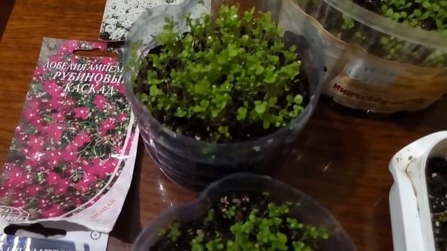Как лучше посеять мелкосеменные цветы(лобелия,лобулярия,львиный зев)