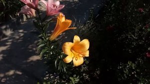 Обзор лилий в цветниках.  Часть 2