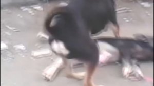 Собака хочет свинью 1