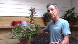 Growing Mini Angel’s Trumpets (Iochroma hybrids)