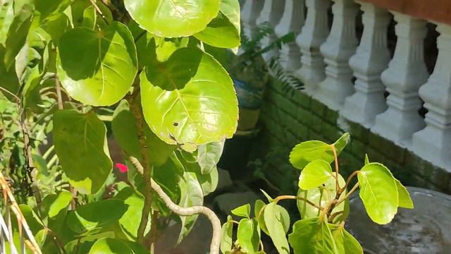 Search for Anthurium Plants sa Garden смотреть онлайн