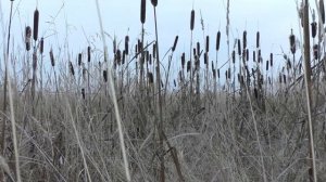 Футаж камыши для видеомонтажа