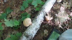 Birch Polypore