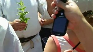 Чабрец, тысячилистник, золотарник, плавун булавовидный. Ганчак П.Я. Букивцево. 2013г.