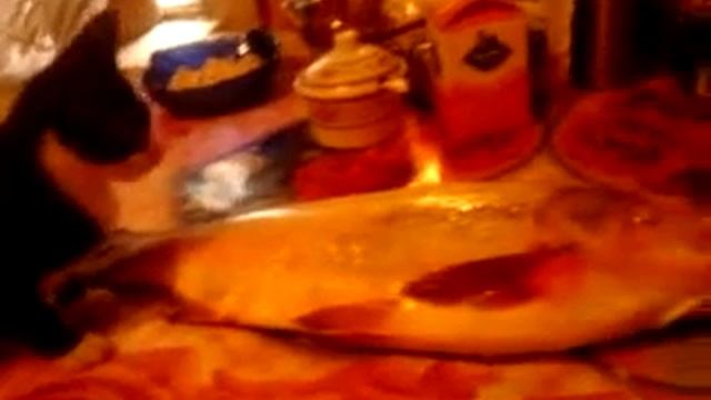 Жесть День рождения у котенка смотреть онлайн