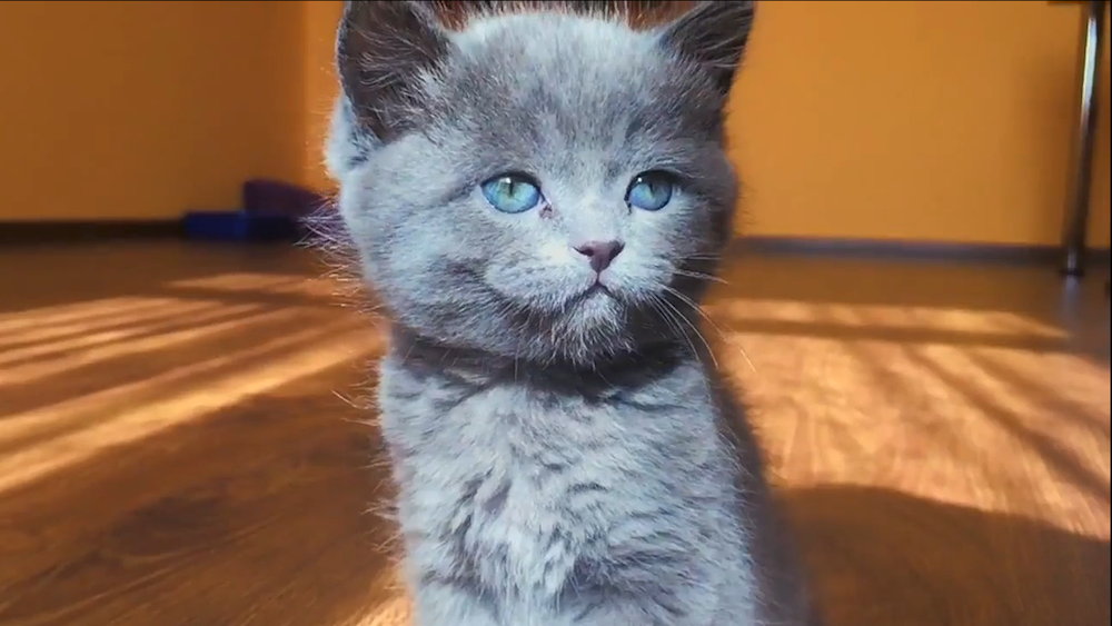 красивый котенок