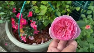 Гармоничное сочетание роз по цвету - 5 часть. Розы в моем саду!