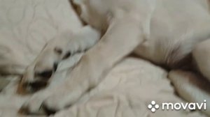 Голубая глина- эффективное лечение кожных заболеваний у людей и животных.