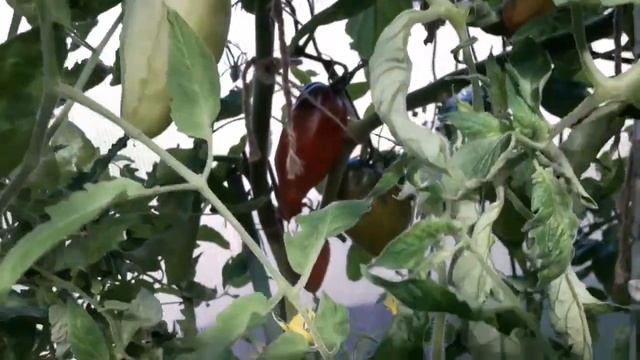 Сорт томата Кубинский перцевидный! Обзор томата