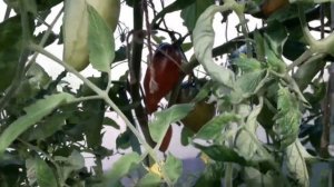 Сорт томата Кубинский перцевидный! Обзор томата