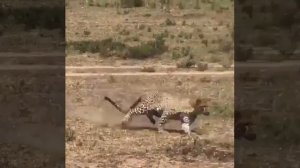 A Mother’s Protection Baby Warthogs being attacked by a Leopard;